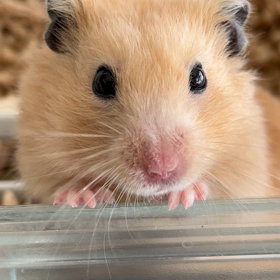 てんちゃんが待ってるよ!!の画像