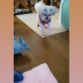 おりこうちゃん♬の画像