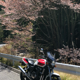 桜吹雪の画像