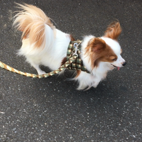 もも散歩の画像