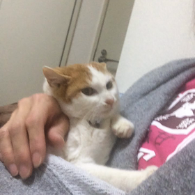 4兄弟にを鷲掴みの画像