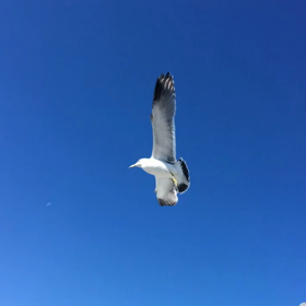 韓国巨済島外島の画像