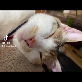 トリコ…の画像