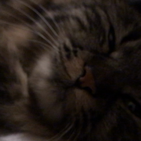 わが家のぶー様♡の画像