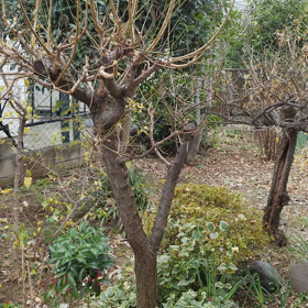 年の瀬の雪の画像