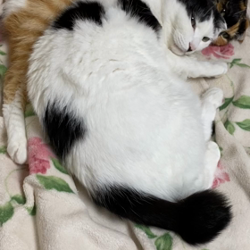 妨害行為の常習犯の画像