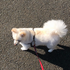 柴犬のようなポメラニアンの画像