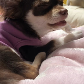 歯磨きガーゼと。。(*ﾟ▽ﾟ*)♪ そしてお散歩は。。(・∀・;;)の画像