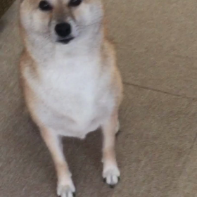 喋るのよ、私の画像