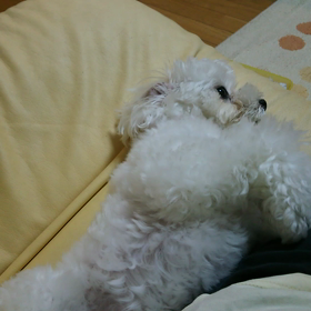 モケモケバトルわんこ…？の画像