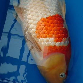 わらをもつかむきもちの画像