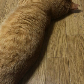 猫、暑いです、の画像