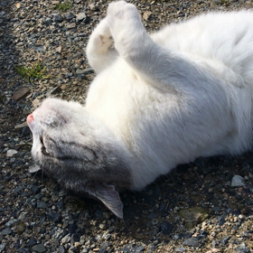 僕（猫ちゃん）だって、お天気をまっていたのだ‼️‼️の画像