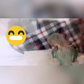 コザクラインコ日記の画像