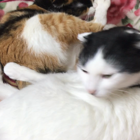 お手入れは足の指からの画像