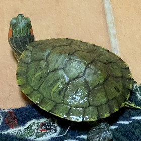 クリスマス。と バイトと……そして亀の画像