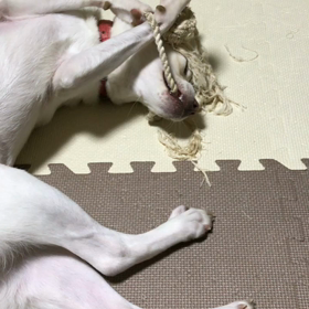 まだまだ、赤ん坊⁈の画像