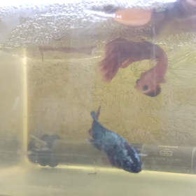 今年3回目？の繁殖❗️の画像