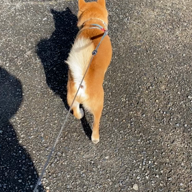 今朝の散歩は、の画像