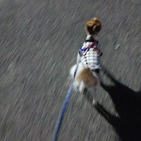 お泊まり　さすけくん、こうめちゃんの画像