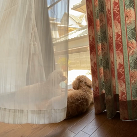 窓待ちしてる2匹のワンコの画像