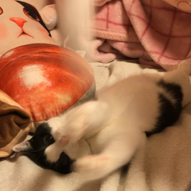 やる気のない猫じゃらしの画像