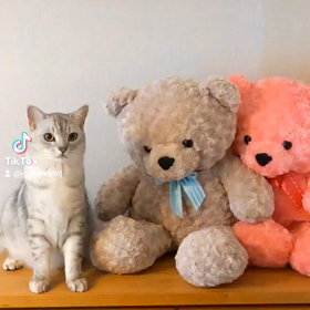 三人兄弟です。の画像