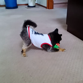 も〜　あっちに行って　/ᐠ｡ꞈ｡ᐟ\の画像