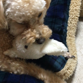 りくの不可解な行動の画像