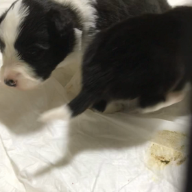 飼い主さんが決まった女の子の画像