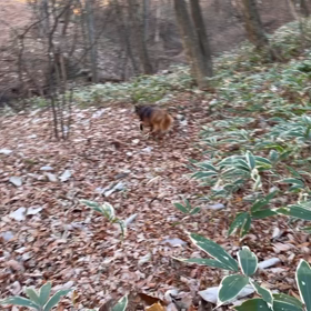 シェリ　　10歳お誕生日おめでとうの画像