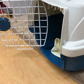 ちゃんと自分で入りますよ。の画像