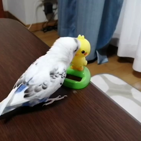 ごまかすインコの画像