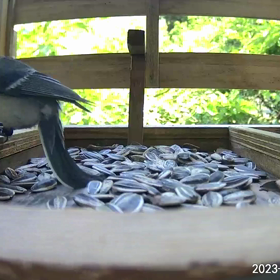 すぎぴたんの事件簿シーズン3　274話（大忙し！！親シジュウカラ）の画像