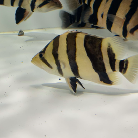 極上リアルバンド 2匹目！！の画像