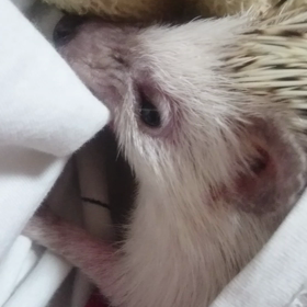 ＃こすずの野性＃の画像