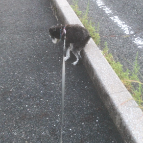 いぬと散歩  ダブルパホーマンスの巻の画像