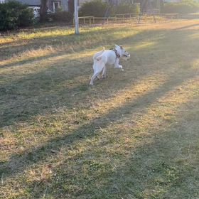 ヒュールリ〜(涙)の1日の画像