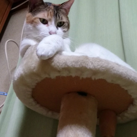 らんちゃんの画像