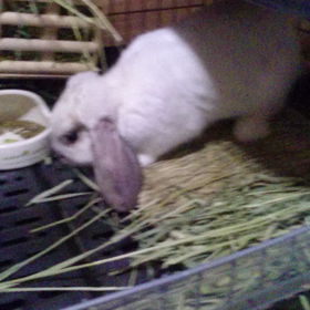 動画を撮ってみたの画像