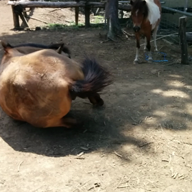 天気が良いのでハナコ(^-^)/の画像