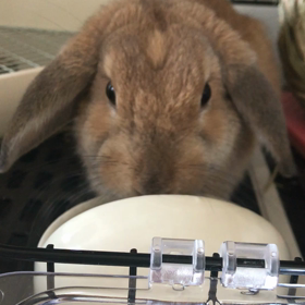 食事に夢中ですの画像