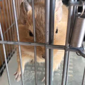 ぐずり鳴きのりん太郎くんの画像