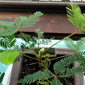 連れてって～～～の画像