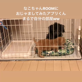 アプリコット短足くん募集のお知らせの画像