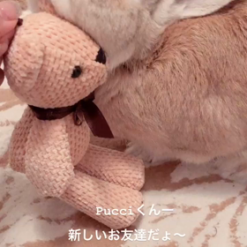 プッチに新しいお友達の画像