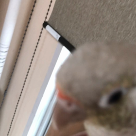 自己申告するのどかちゃんの画像