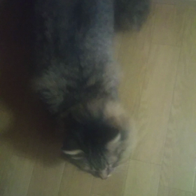 レンちゃん動画。の画像