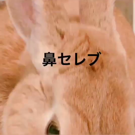 鼻セレブの画像