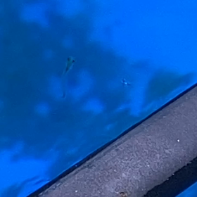 しつもーんの画像